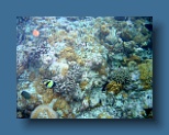 Helengeli 294